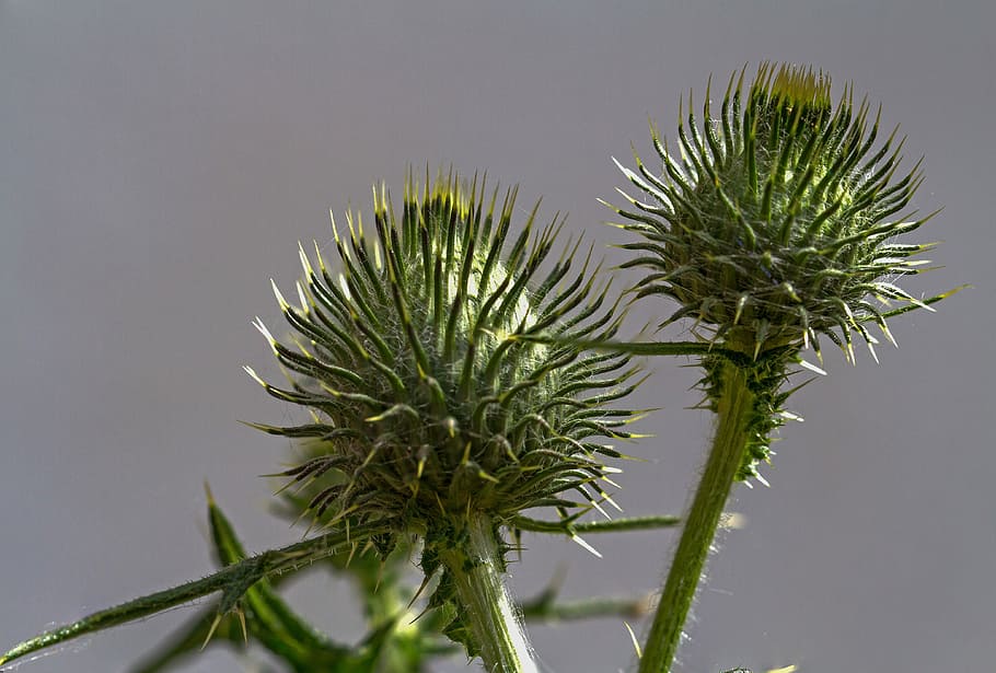 Thistle, Weed, Prickly, Plant, wild plant, violet, green, macro HD wallpaper