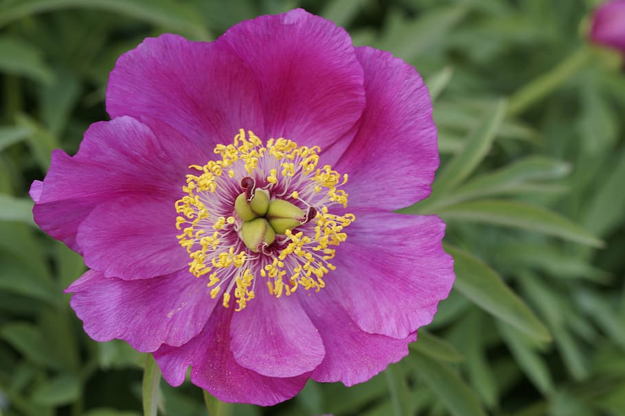 pentecost, peony, may, bloom, blossom, flower, spring, flora HD wallpaper