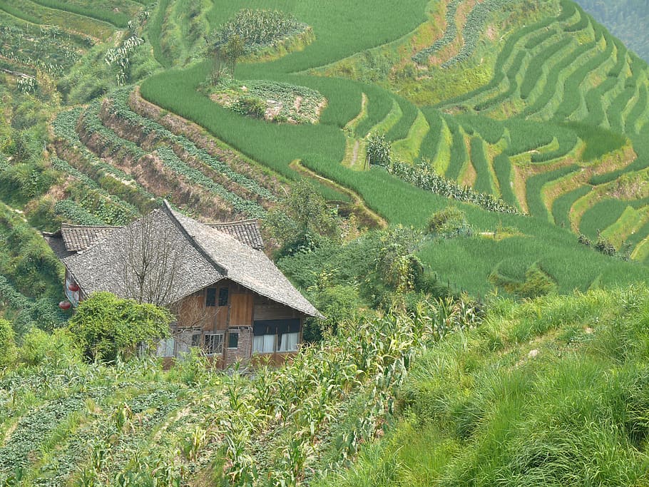 Tea, Rice, Wall Bars, China, longji, ouse, farm, field, agriculture HD wallpaper