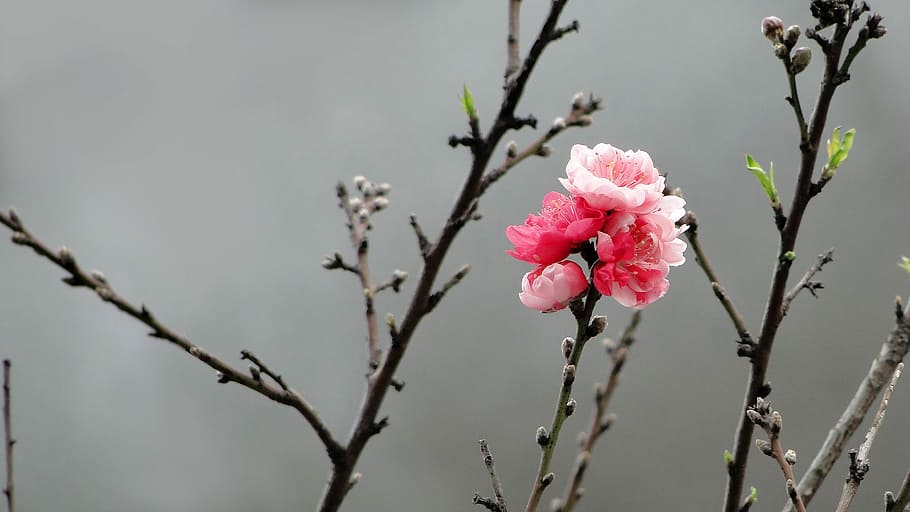 Flower, Peach Blossom, Spring, spring dance, pink color, springtime HD wallpaper