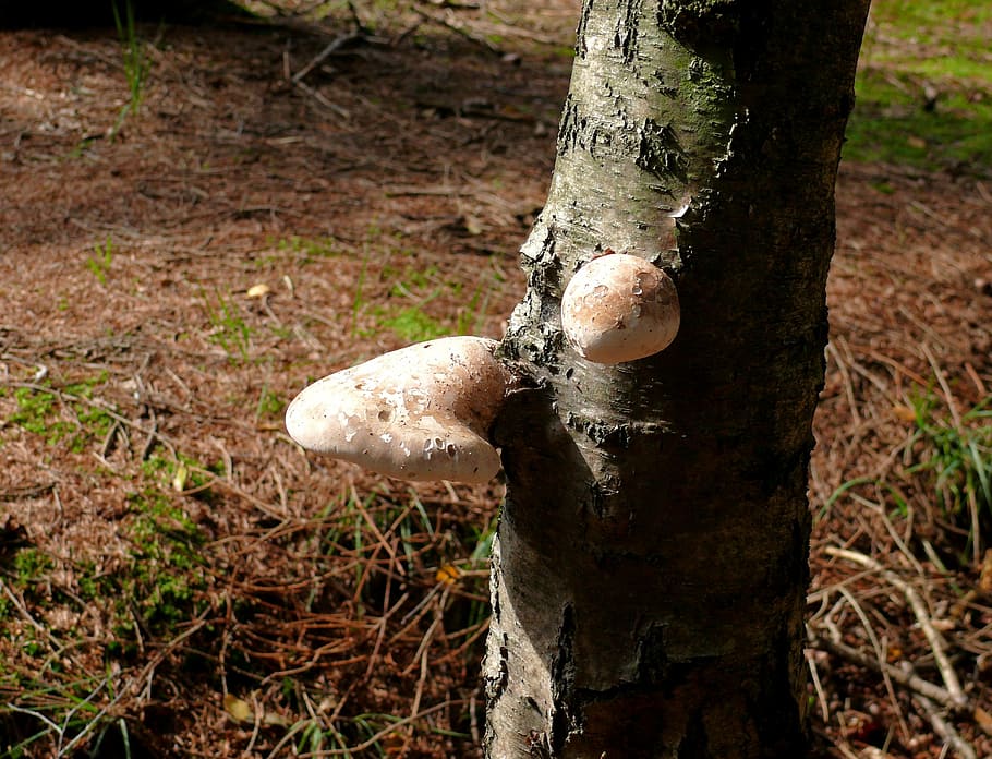 mushroom, beige, forest, tree, tree bark, nature, fungus, autumn HD wallpaper