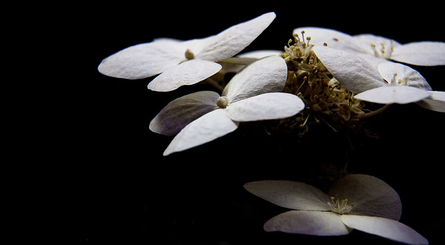 white, black, flower, petal, flowering plant, beauty in nature HD wallpaper