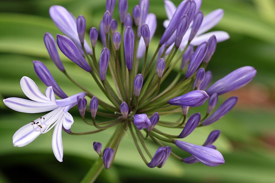 agapanthus, the buds, blue flowers, exotic, spain, onion plant, HD wallpaper