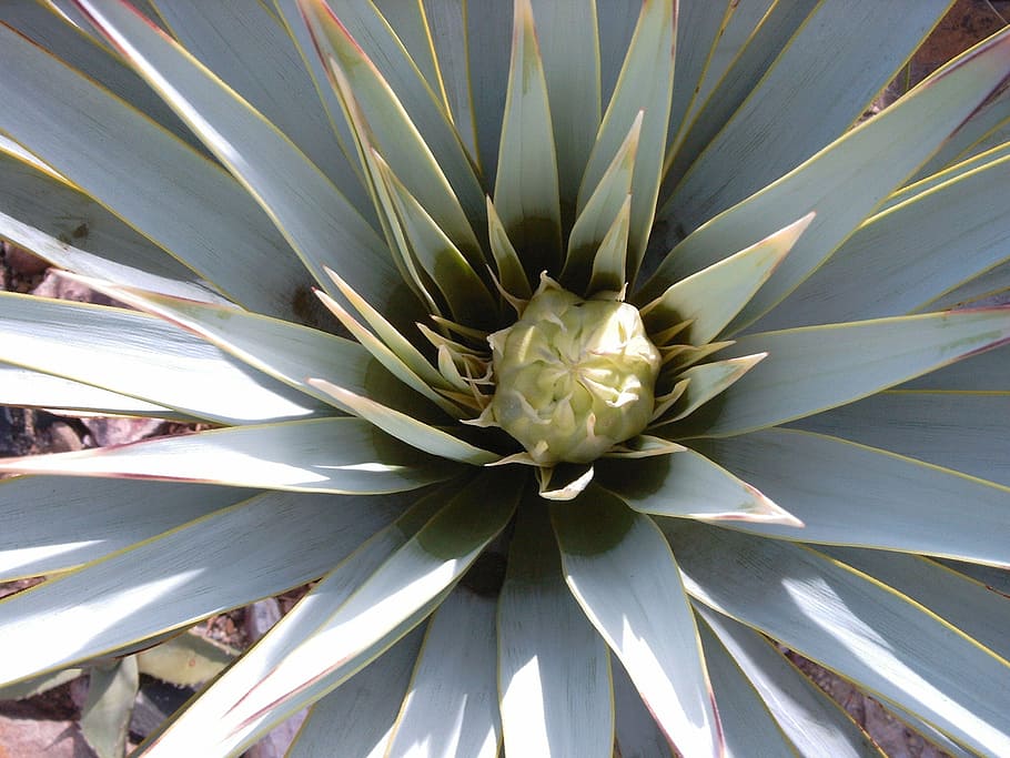 yucca, rigida, leaves, plant, growth, freshness, flowering plant HD wallpaper
