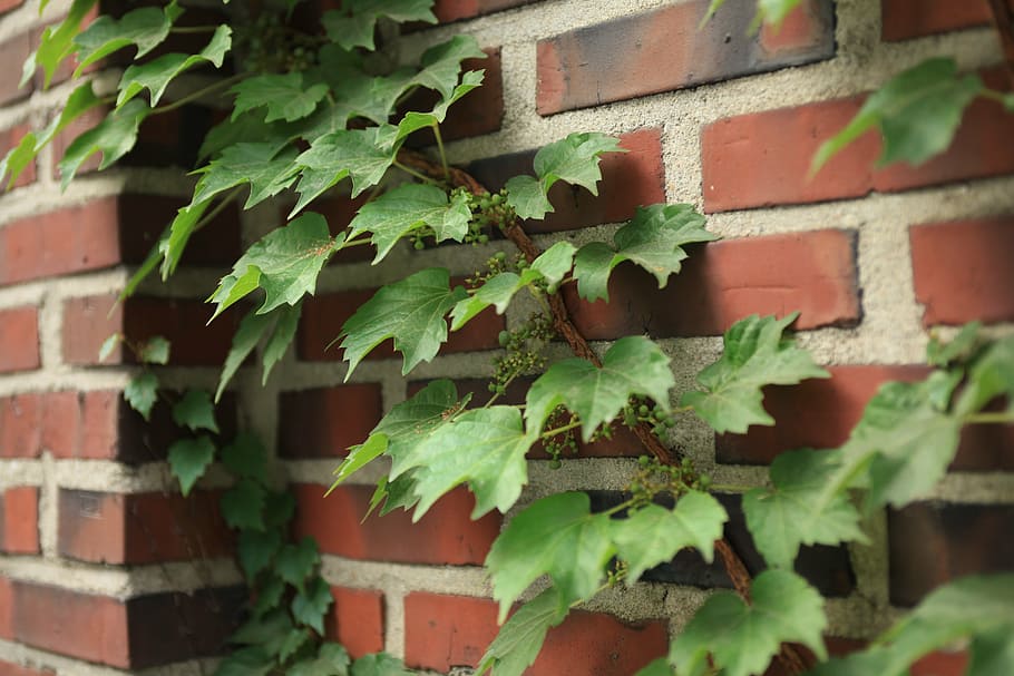 vine, ivy, wall, brick wall, green color, plant, growth, leaf HD wallpaper