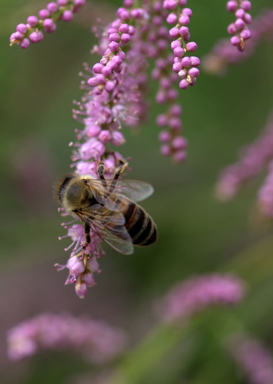 bee, casey, flowers, mov, decorative, wild, tree, flourished HD wallpaper