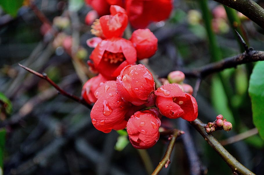 Flowers, Macro, Symbols, Nature, red, love, drops, water, seasons HD wallpaper