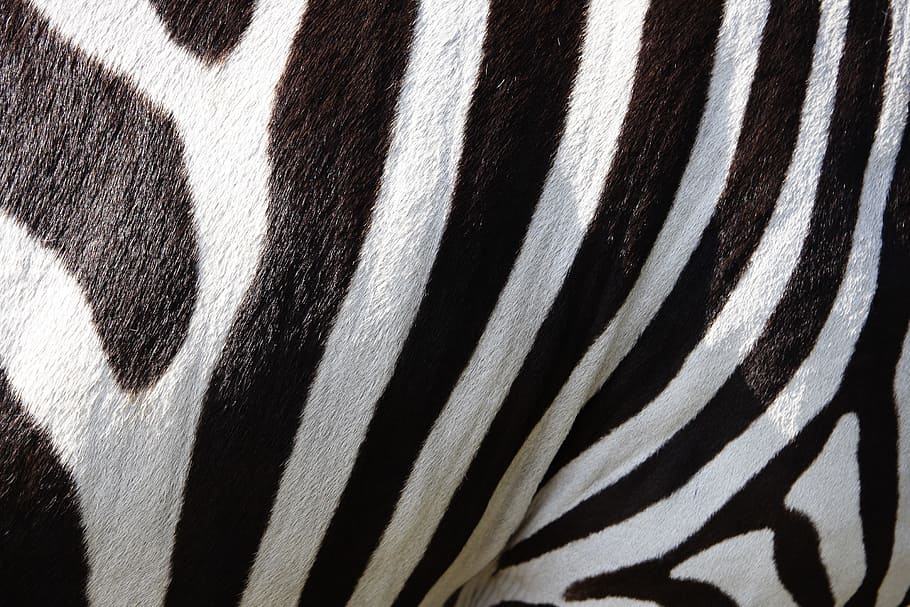 Hd Wallpaper Close View Zebra Stripes Animals Zebra Crossing