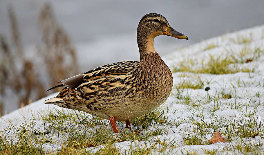 duck, nature, ducks, grass, water birds, wild birds, lake, green HD wallpaper