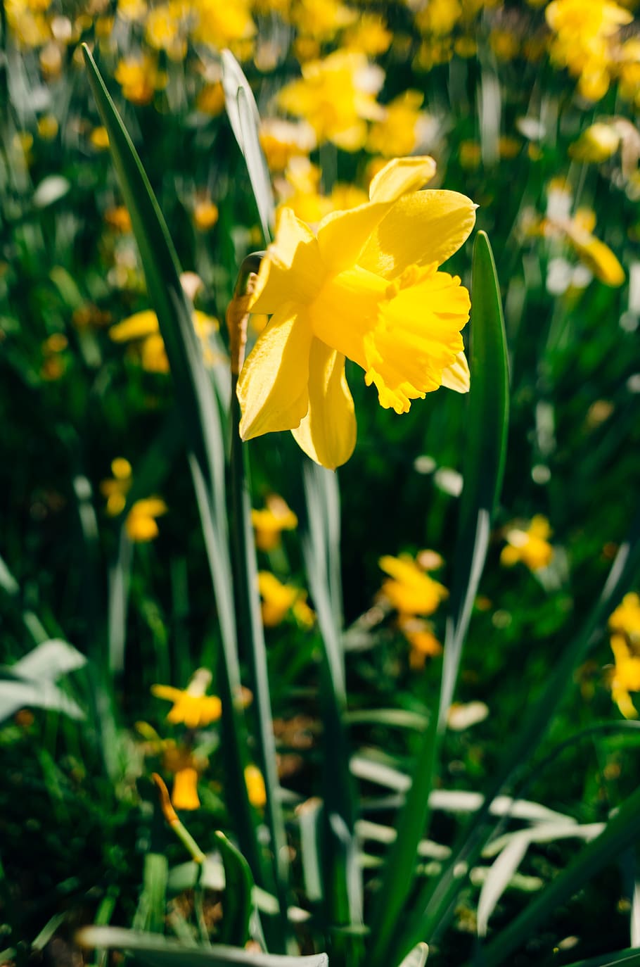 Daffodil, nature, flower, yellow, springtime, plant, summer, green Color HD wallpaper