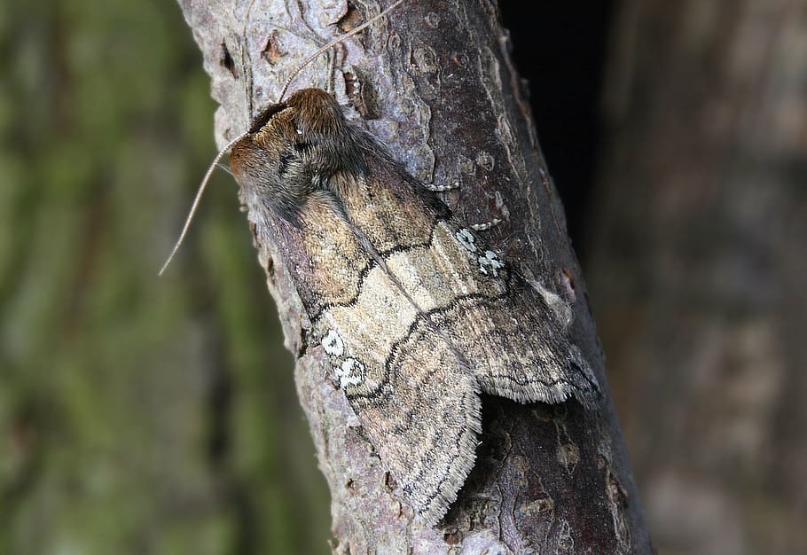 moth, macro, insect, close, wing, 80, tree, focus on foreground HD wallpaper