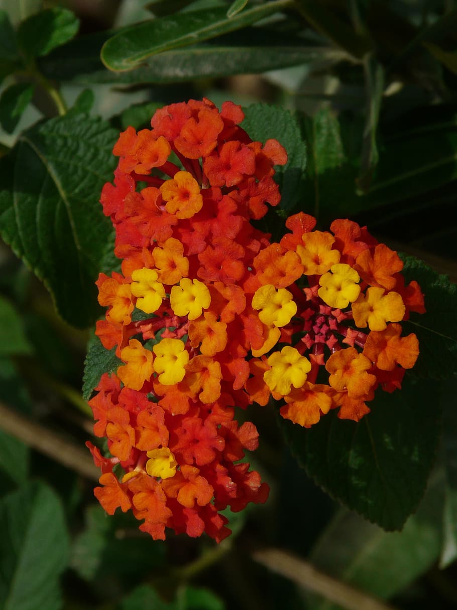Lantana, Lantana Camara, ornamental plant, red, orange, yellow, HD wallpaper