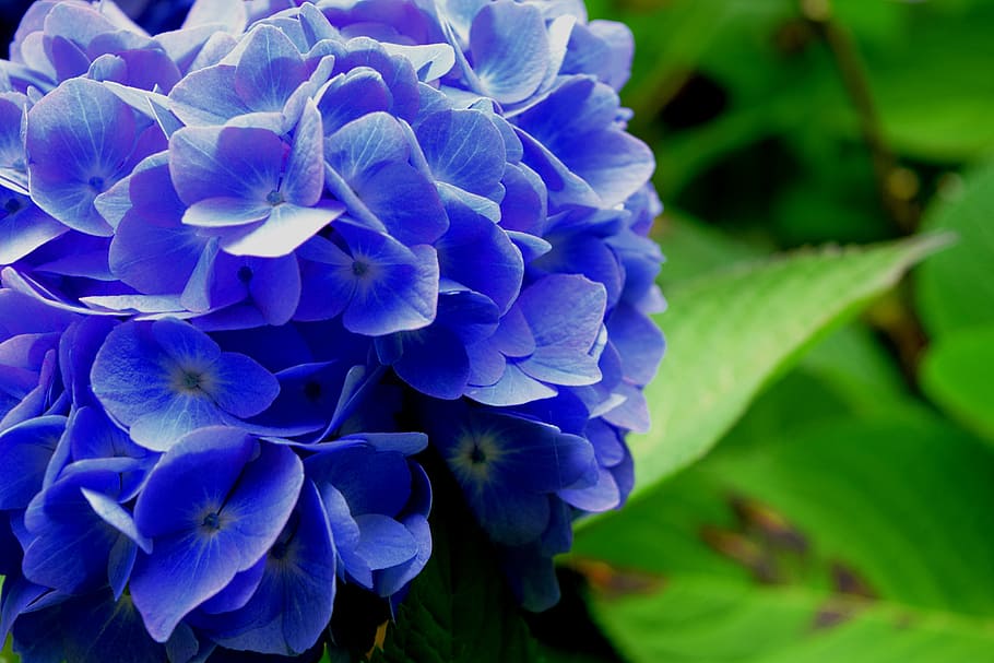 hydrangea, flower, blue, nature, flowering plant, freshness HD wallpaper