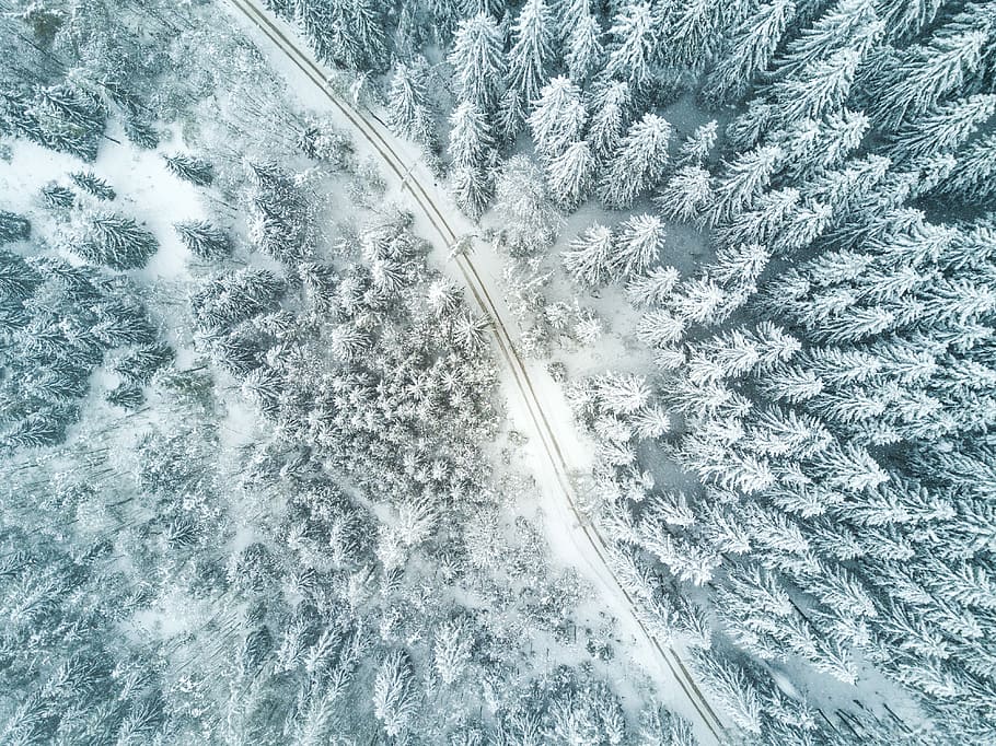 bird's eye view of snow forest, aerial view photography of empty roadway between leaf trees covered by snow HD wallpaper