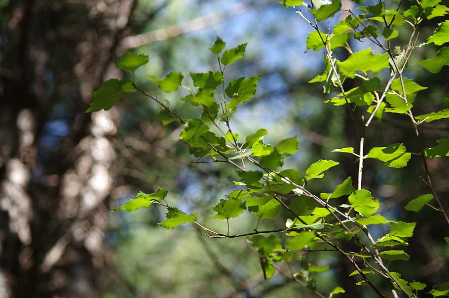 aershan, forest, woods, plant, leaf, plant part, growth, green color, HD wallpaper