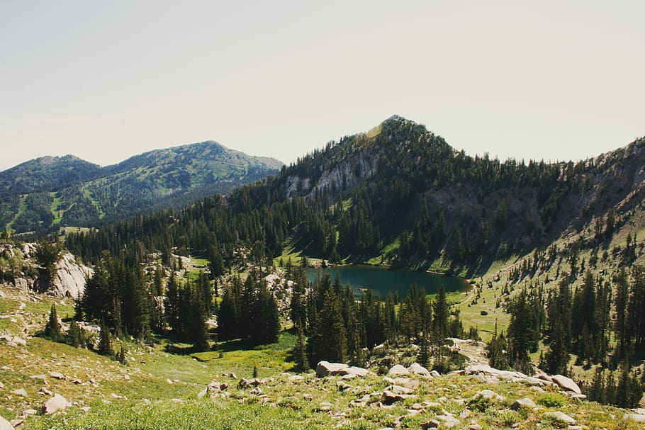 tree, rock, and grass covered field near the lake during day HD wallpaper