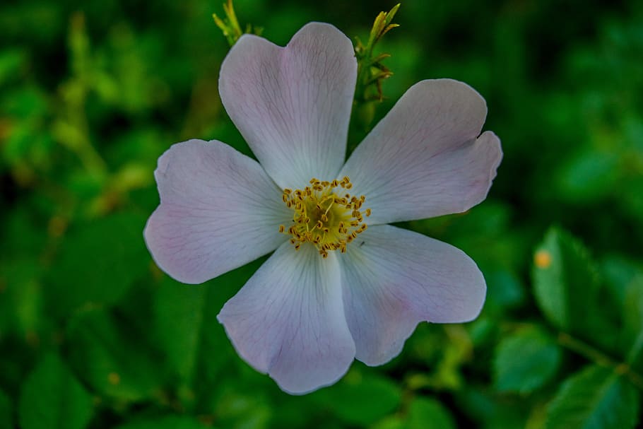 flower, campestre, macro, flowering plant, freshness, vulnerability HD wallpaper