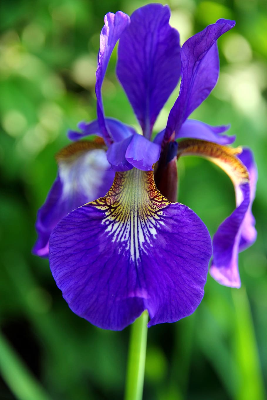 Iris, Flower, Blossom, Bloom, Garden, nature, flora, structure HD wallpaper