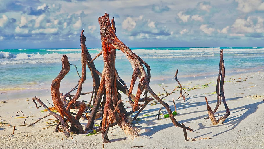 brown driftwood near tree, beach, cuba, varadero, landscape, ocean, HD wallpaper