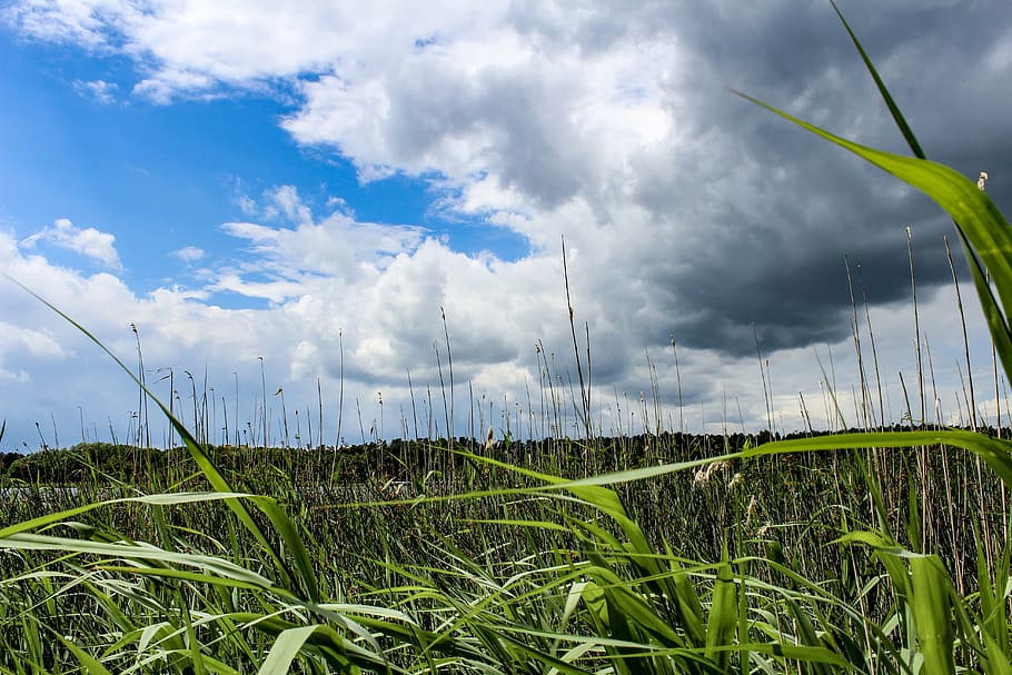 clouds, reed, lake, sky, growth, landscape, field, cloud - sky HD wallpaper