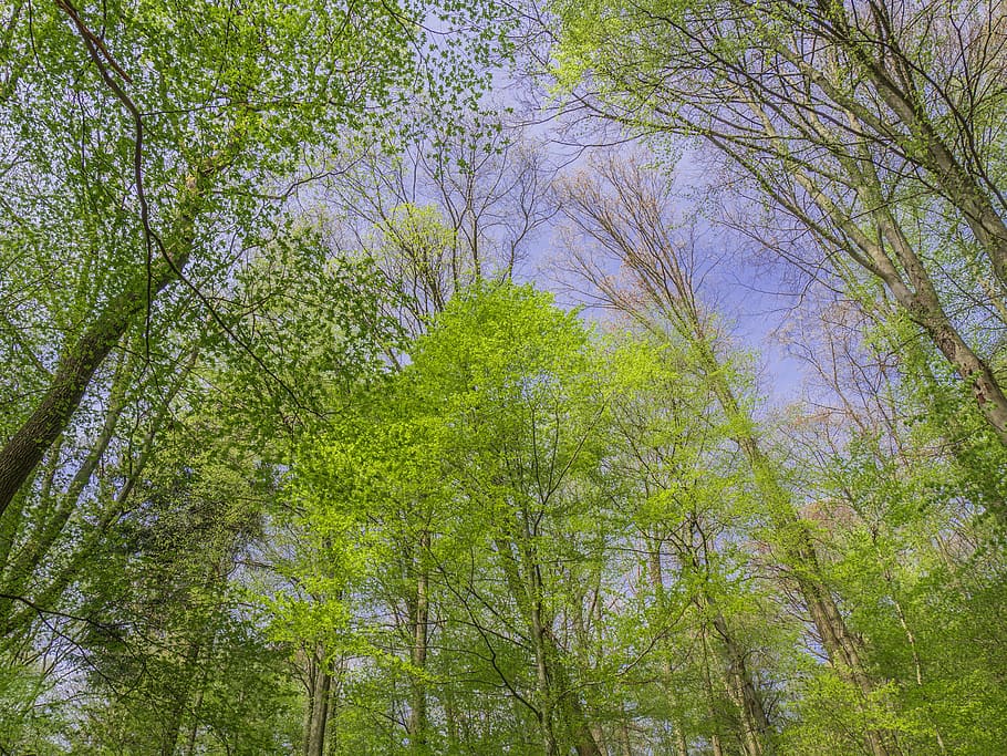 forest, trees, schönwetter, plant, growth, green color, land HD wallpaper