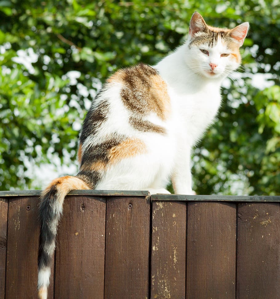 cat, mammal, pet, sit, fence, wood fence, pets, animal, domestic Cat HD wallpaper