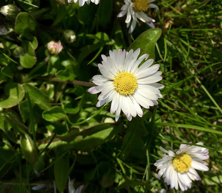 flower, grass, sunshine, flowering plant, freshness, fragility HD wallpaper