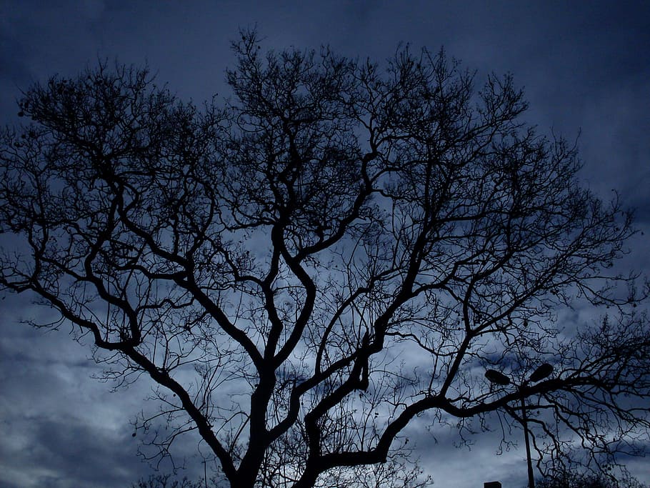 tree, night, darkness, sky, forest, background, blue, clouds HD wallpaper