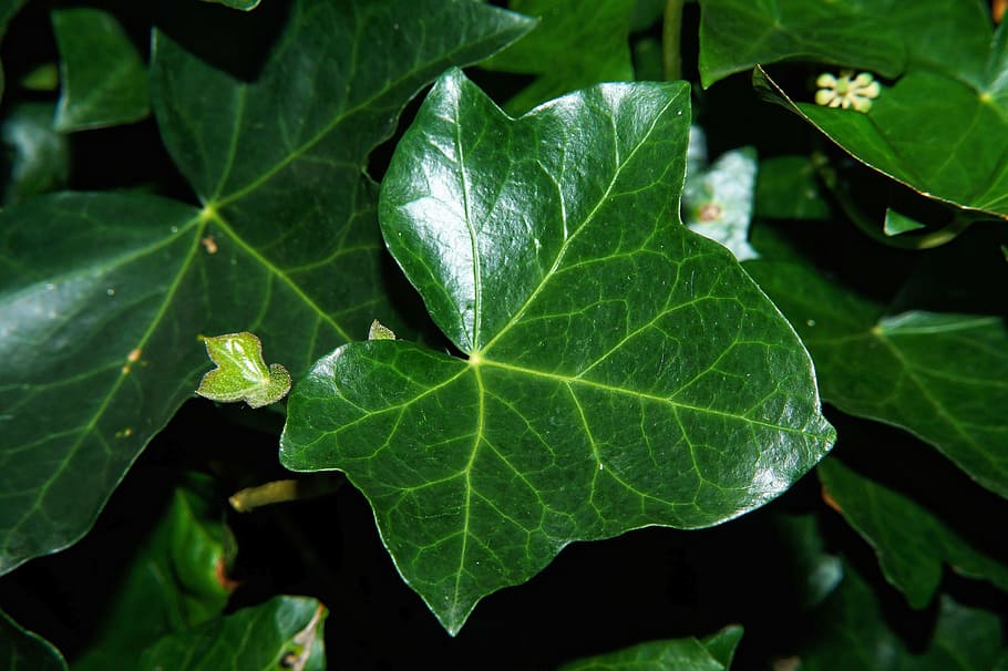 ivy, ivy leaf, green, close, plant, macro, garden, contrast HD wallpaper