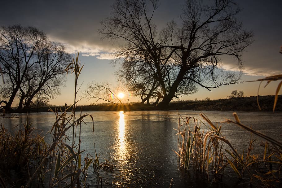 silhouette photo of trees near body of water, reflection, dawn HD wallpaper