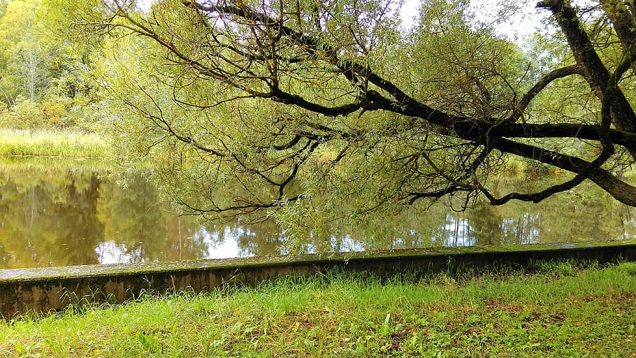 tree, park, nature, water, autumn, plant, land, tranquility HD wallpaper