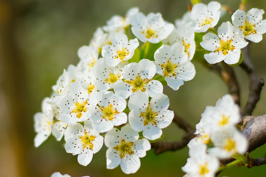 blossom, bloom, white, flowering twig, yellow, tree, spring HD wallpaper