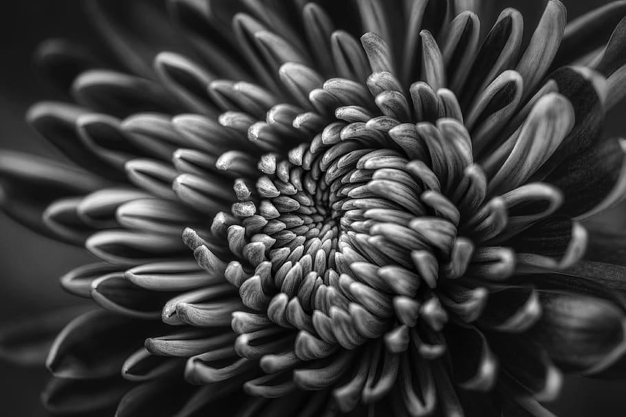 grayscale photo of chrysanthemum, grayscale photography of petaled flower HD wallpaper