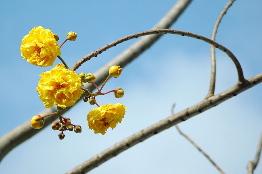 flower, tree, nature, branch, outdoor, yellow, blossom, plant HD wallpaper