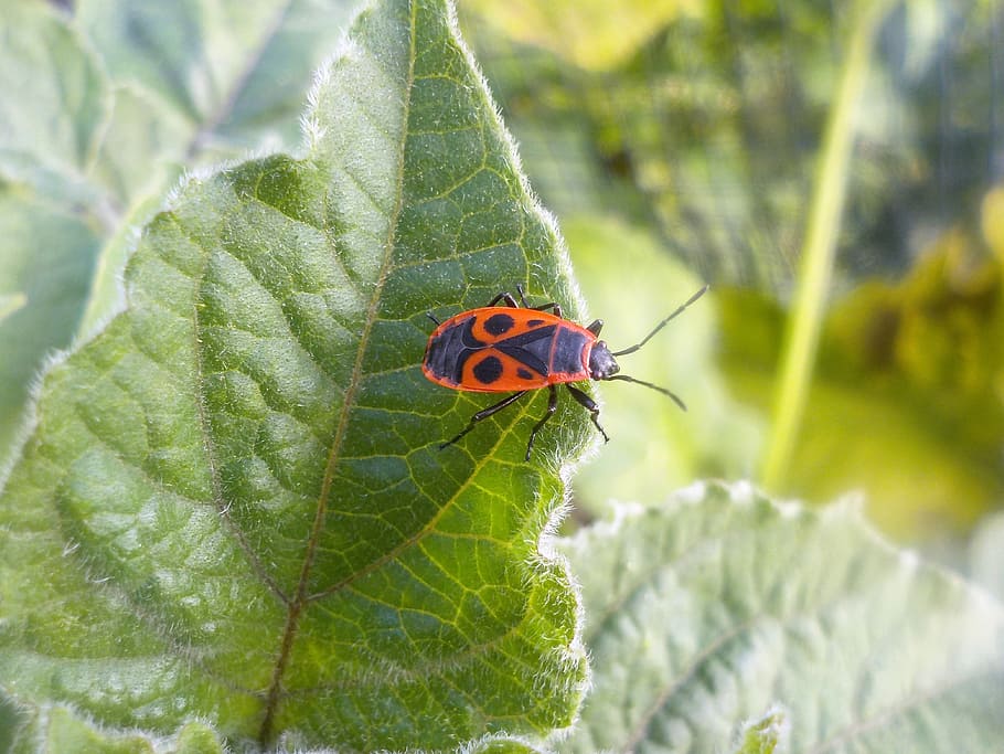 Firebug, Beetle, Insect, leaf, green color, one animal, close-up HD wallpaper