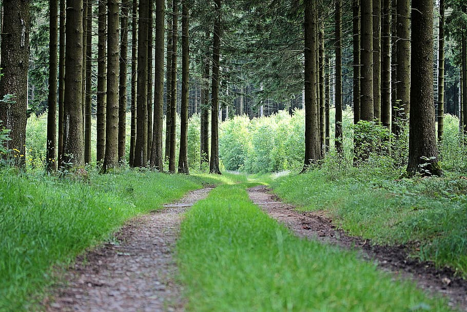 road between tree during daytime, away, forest path, trees HD wallpaper