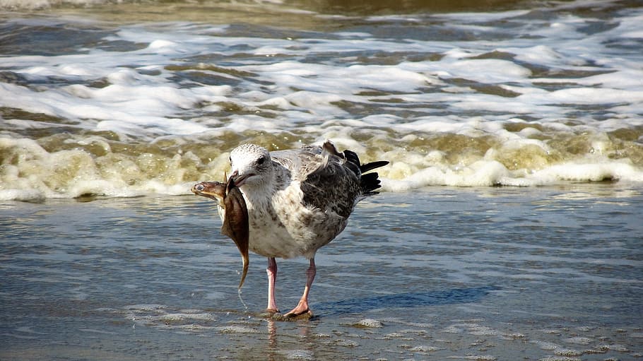 white and black bird beside sea, seagull, beach, fish, seagulls HD wallpaper