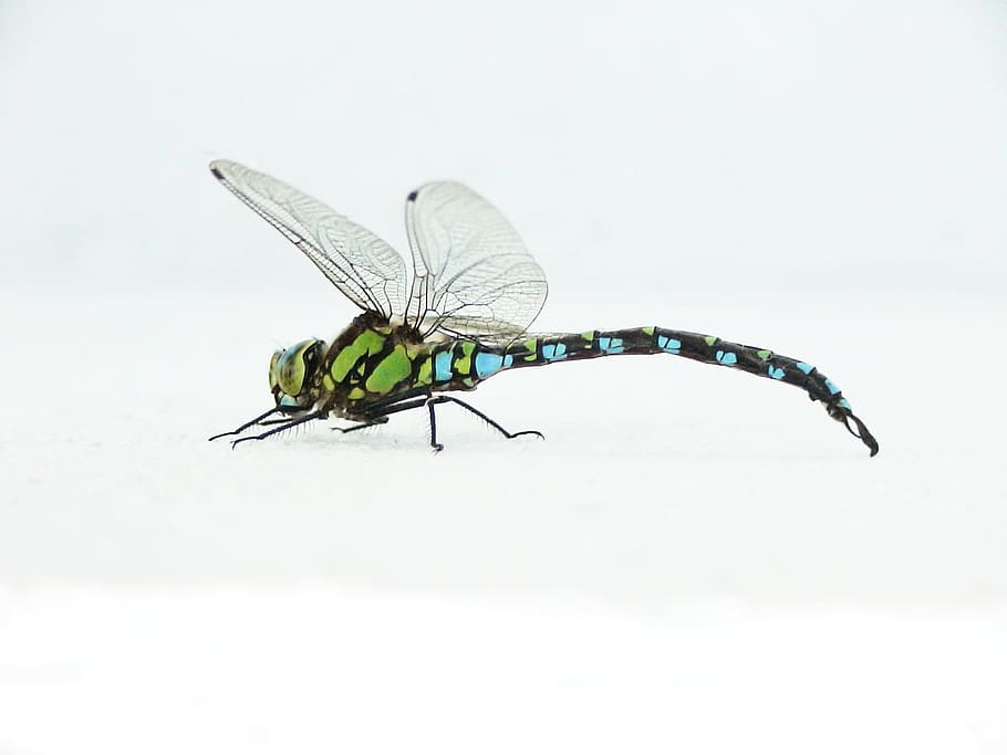 dragonfly, insect, flights, close, macro, blue dragonfly, animals HD wallpaper