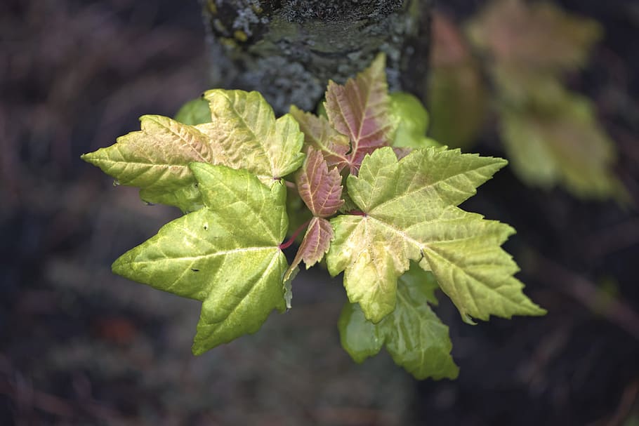 leaves, fall, october, fall leaves background, nature, colorful HD wallpaper