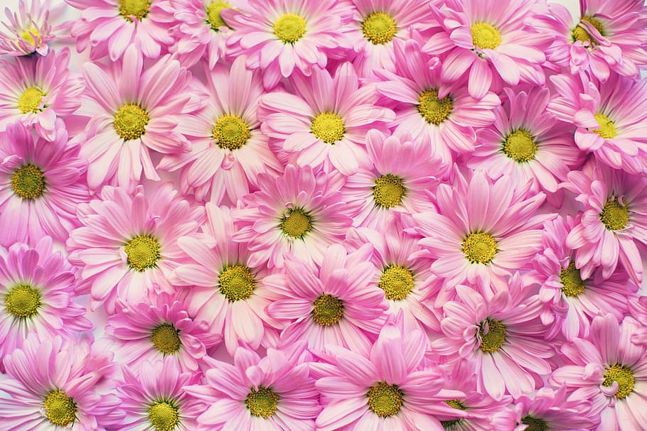 pink petaled flowers, pink daisies, background, backdrop, copy space HD wallpaper