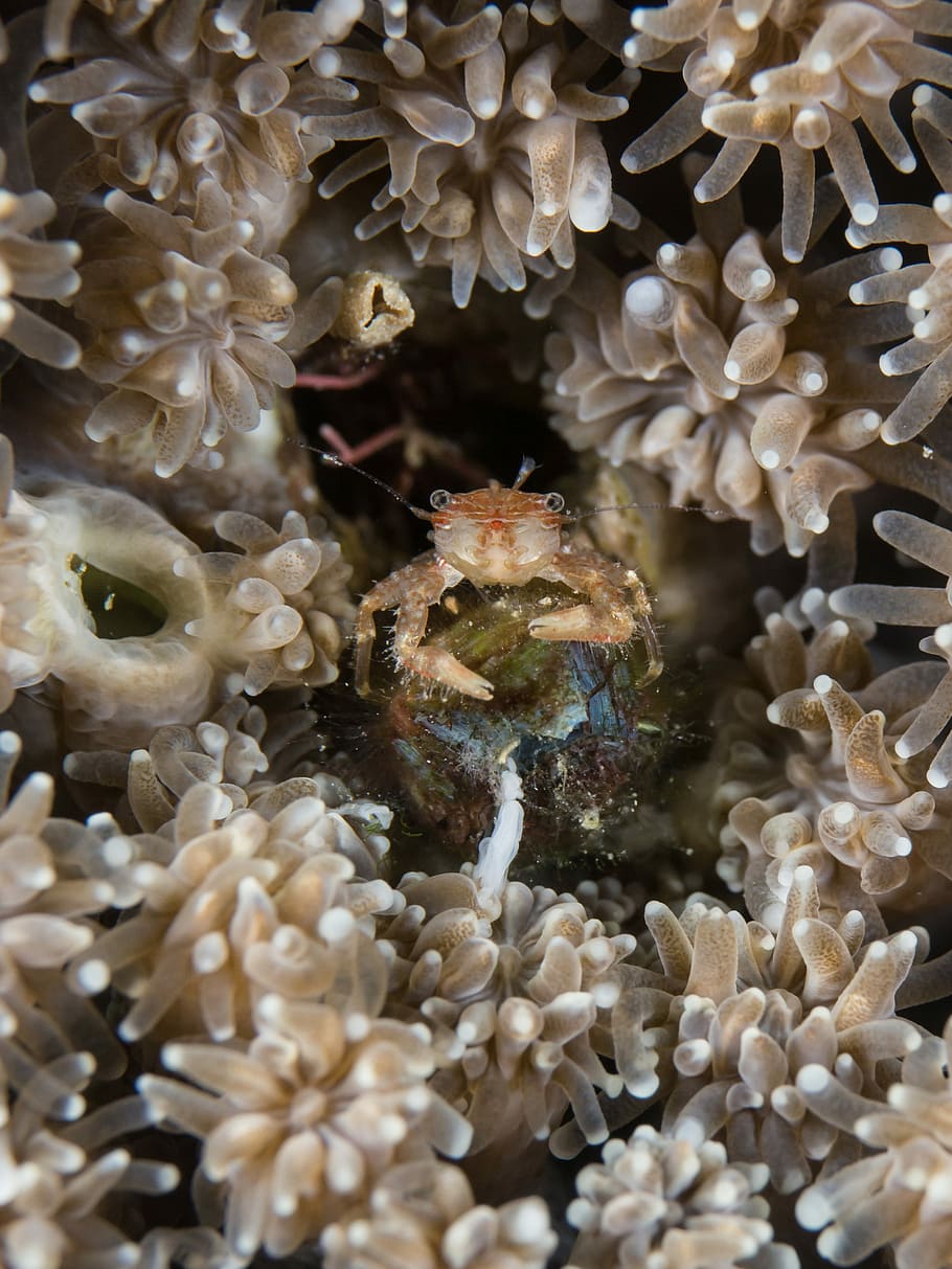 orange crab surrounded by beige anemone, macro photography of crab in between sea anemone