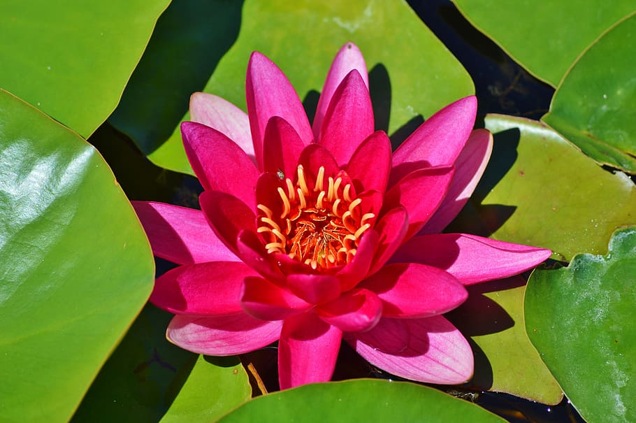pink lotus flower surrounded by lily pods, Water Lily, rose, water rose, HD wallpaper