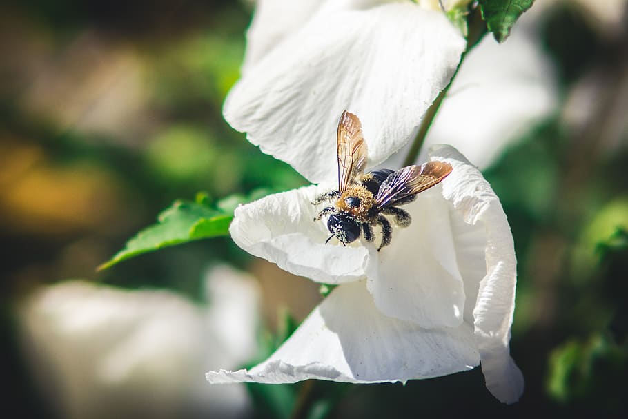 bee, insect, flowers, garden, invertebrate, animal wildlife HD wallpaper
