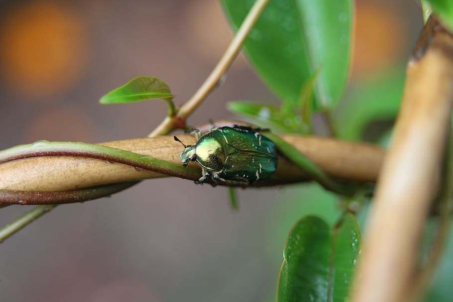 root, flower vine, spring, one animal, close-up, insect, animals in the wild HD wallpaper