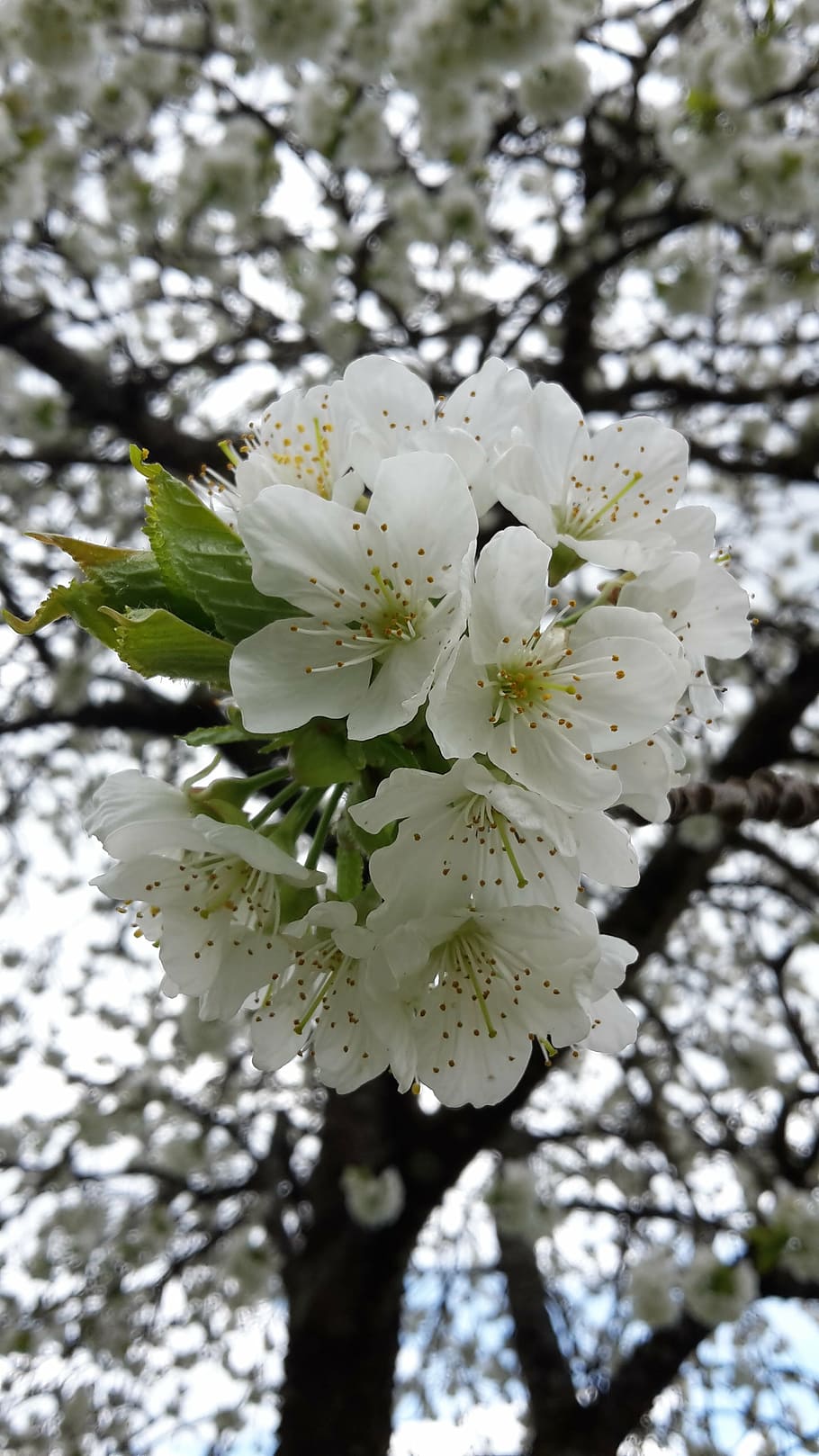 cherry blossom, spring, white blossom, fruit tree, nature, branch HD wallpaper