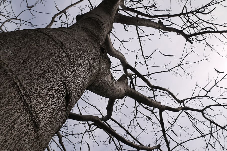 trees, sky, wither, branch, animal themes, plant, low angle view HD wallpaper