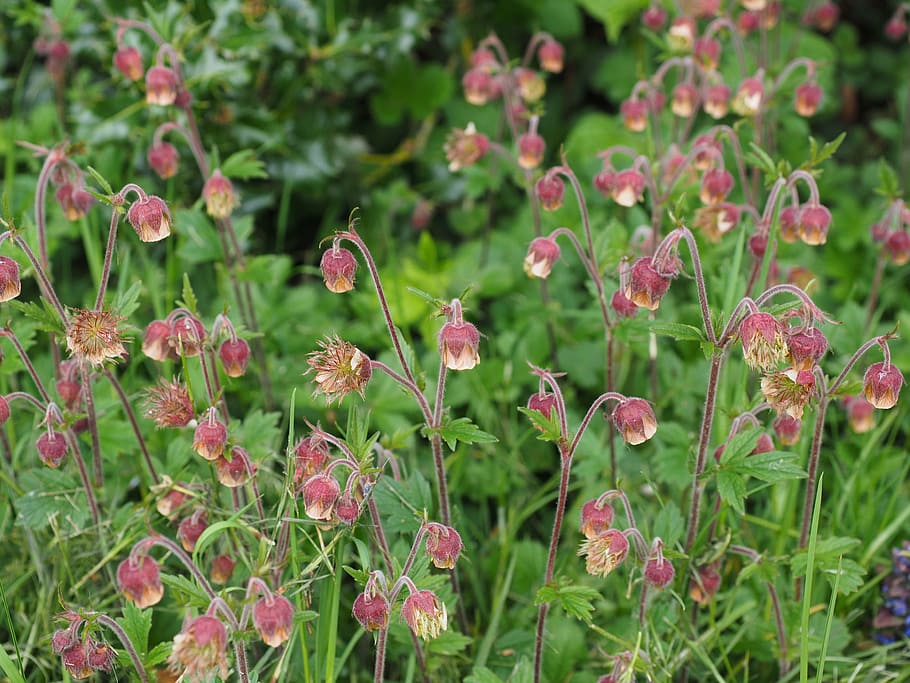 pointed flower, avens, geum rivale, rose greenhouse, rosaceae