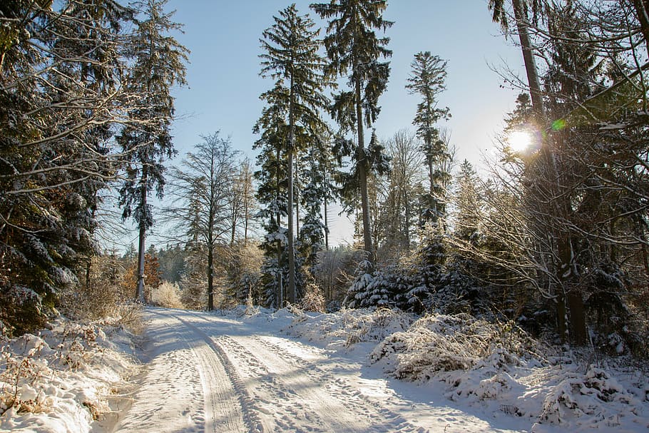 road, snow, forest, trees, landscape, snowy, nature, forests HD wallpaper