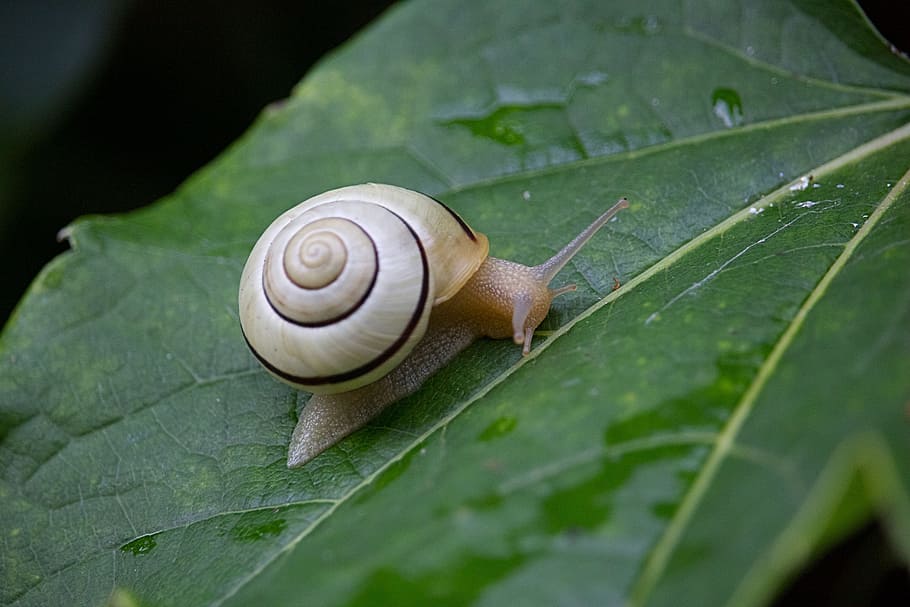 snail, leaf, nature, green, close, shell, house, invertebrate HD wallpaper