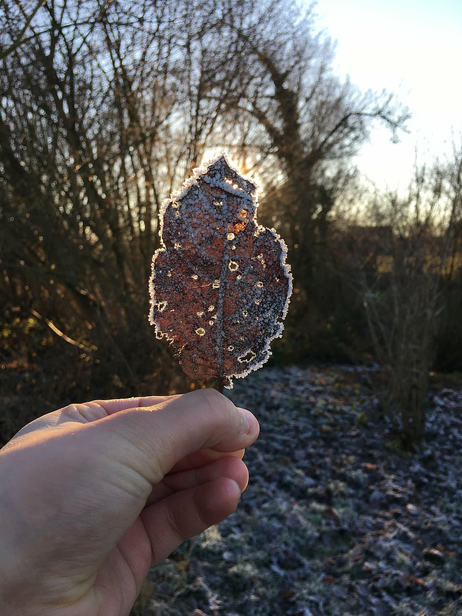 leaf, nature, forest, leaves, season, escape, human hand, one person HD wallpaper